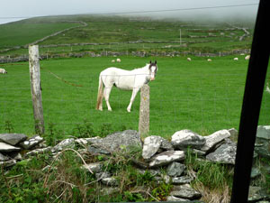 dingle16small