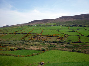 dingle20small