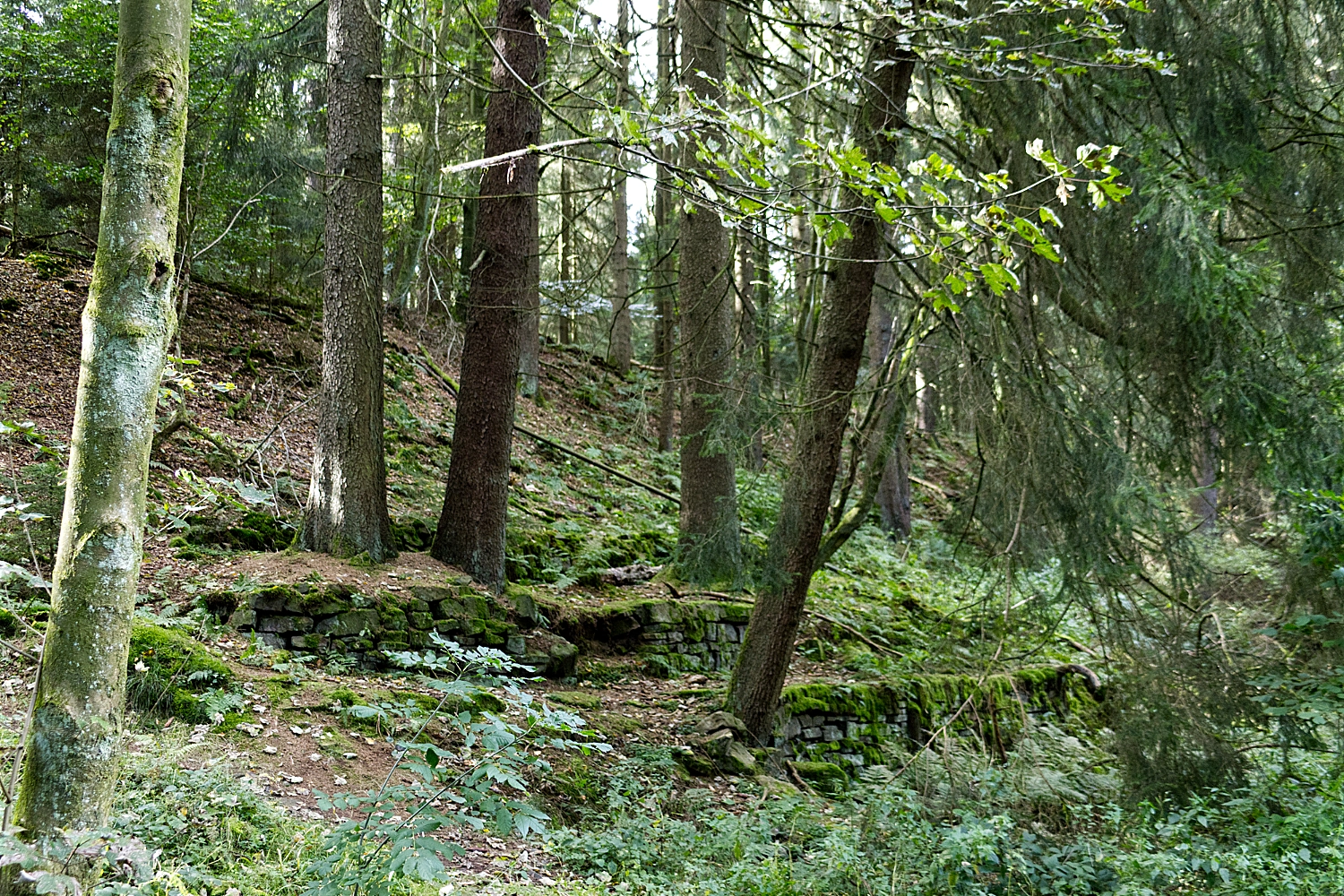 dino08ahalb