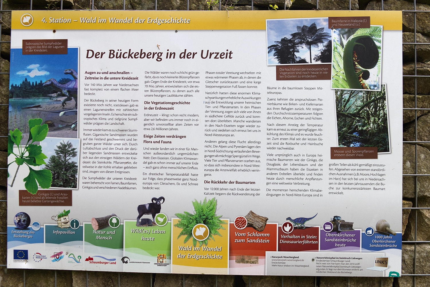 dino13halb