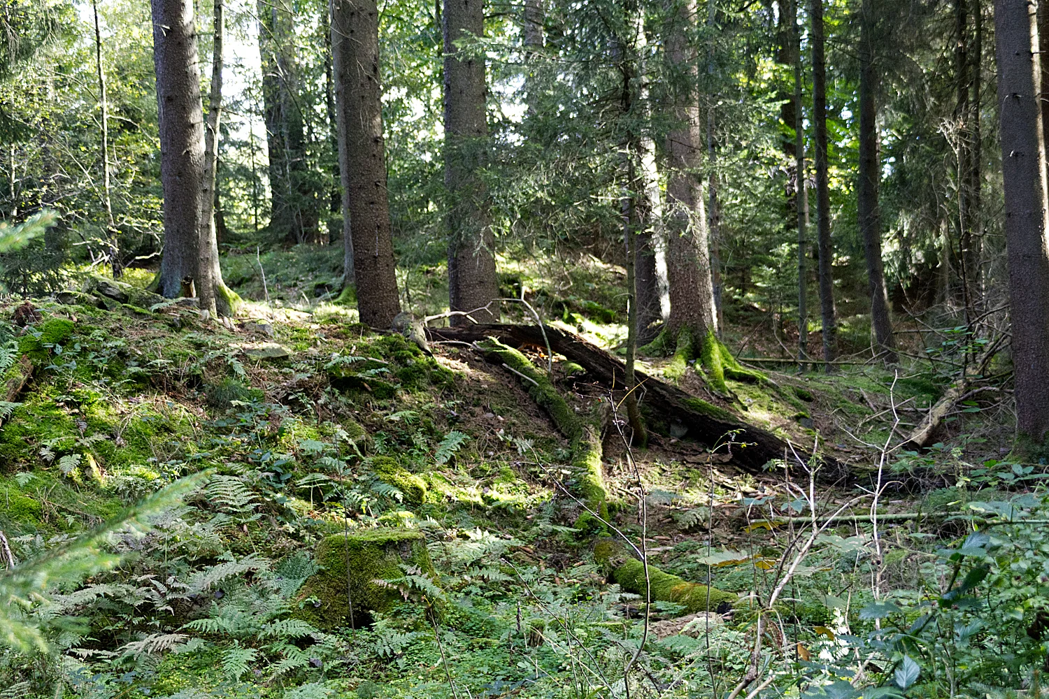 dino51halb