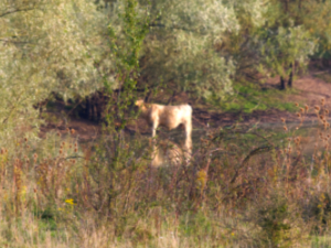 hohenrode25small