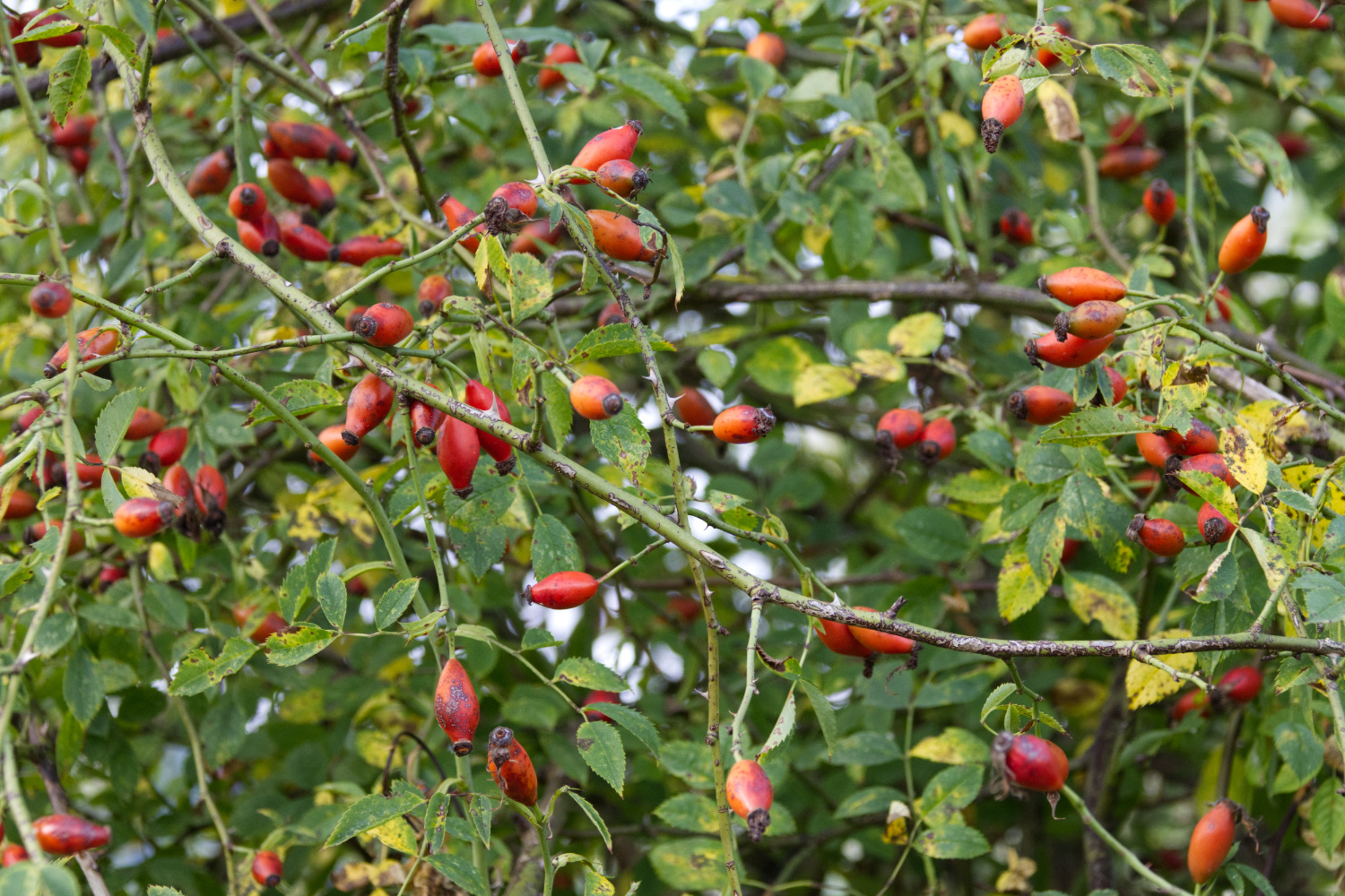 hohenrode38halb