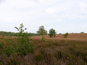 heide09small