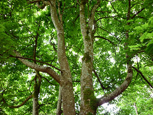 baum07small