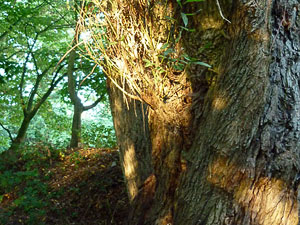 baum67small