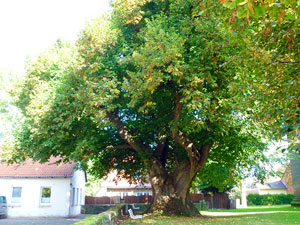 lindgross01small