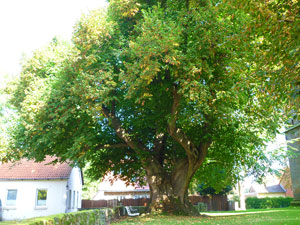 lindgross01small