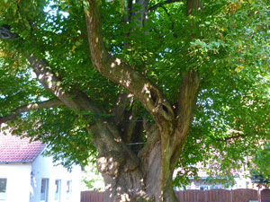 lindgross01small