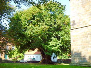 lindgross01small