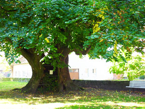 lindgross01small