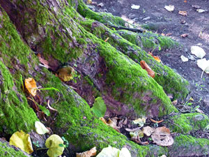 lindgross01small