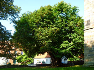 lindgross01small