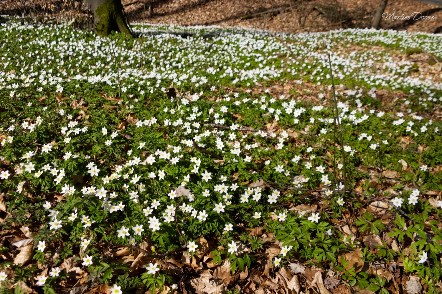 anemone01 small