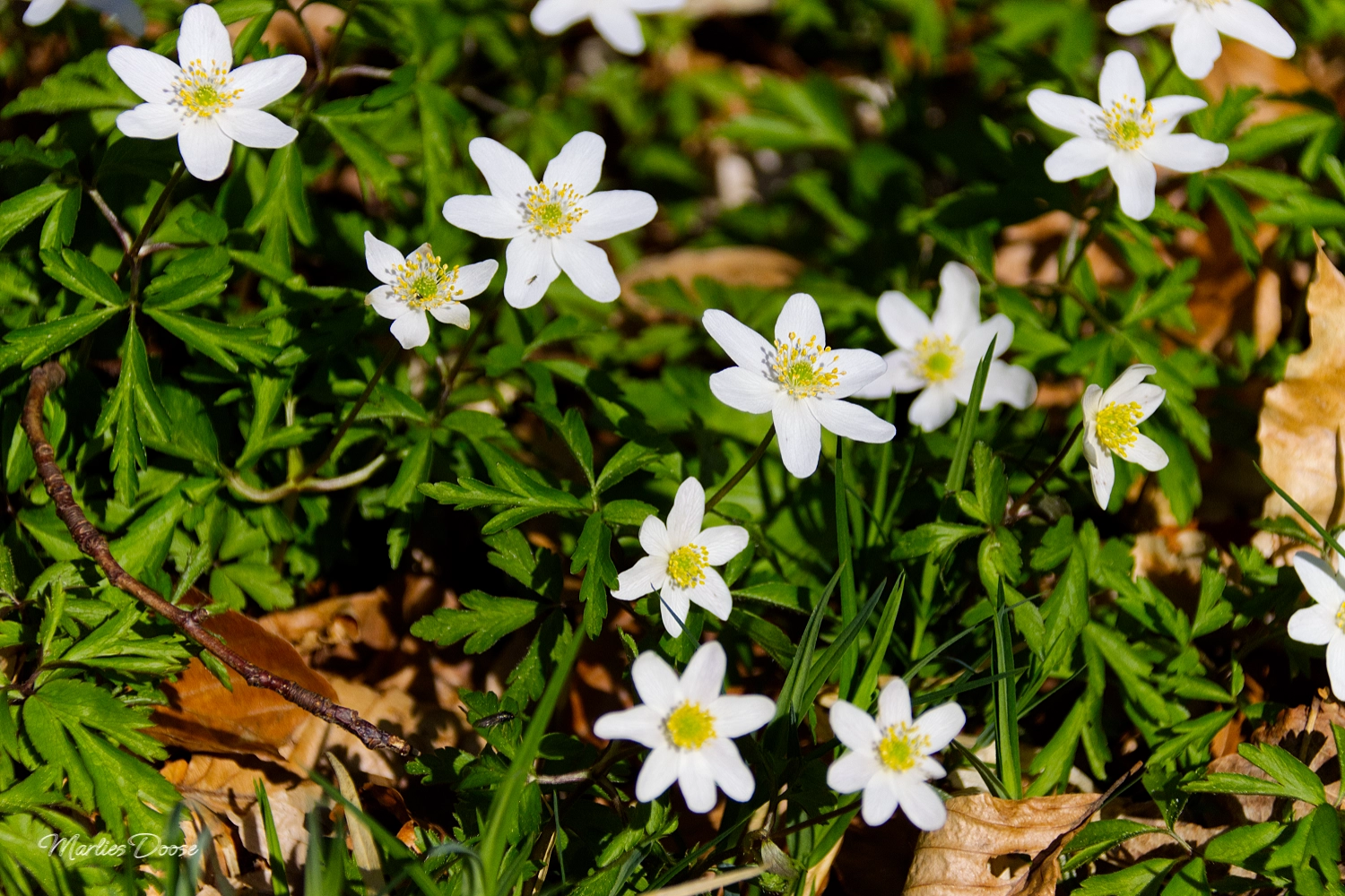 anemone02 small