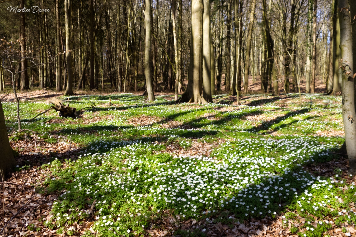 anemone05 small
