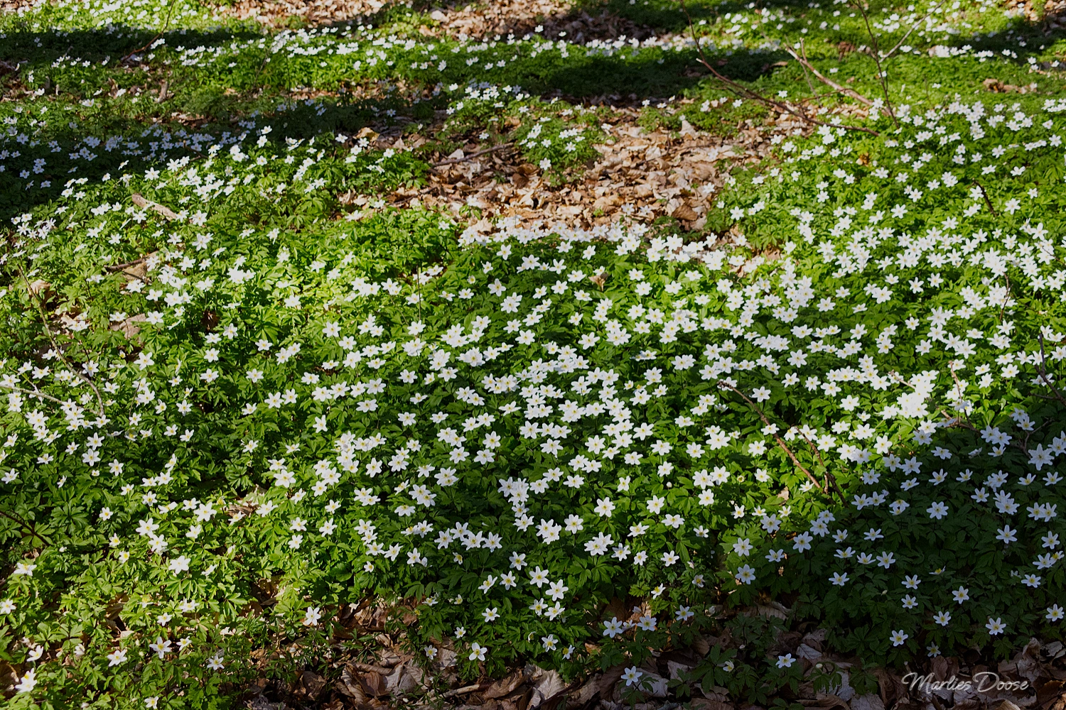 anemone06 small