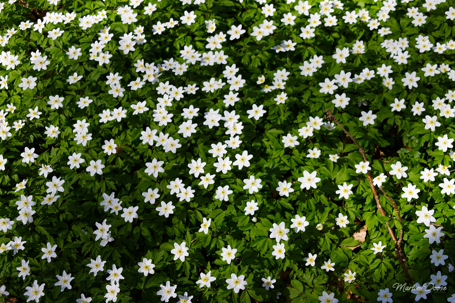 anemone07 small
