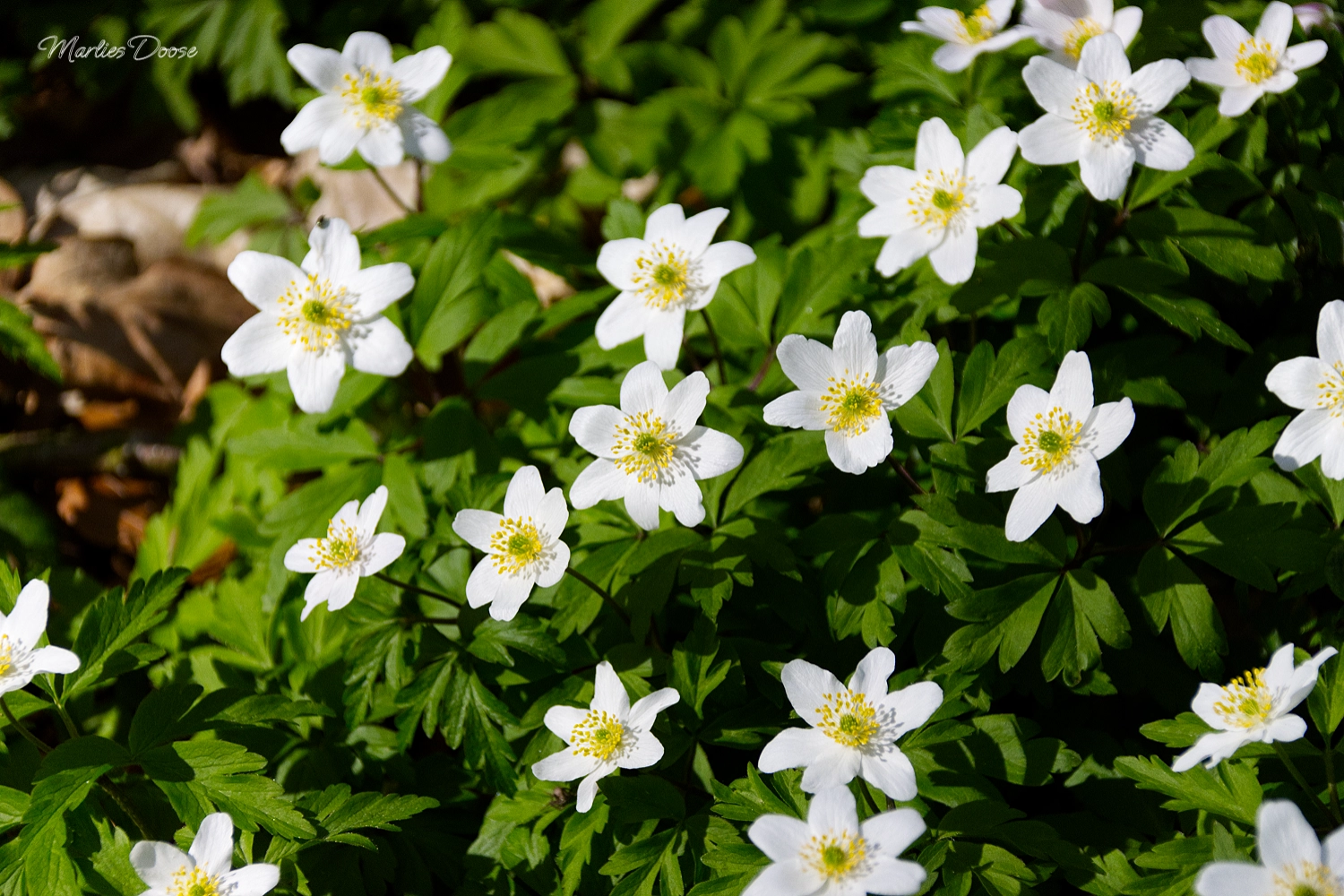 anemone08 small