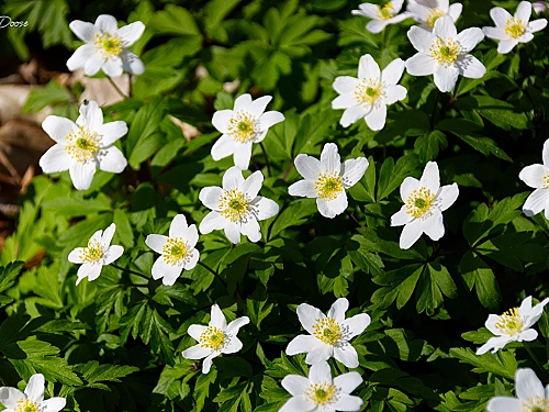kategorie anemone