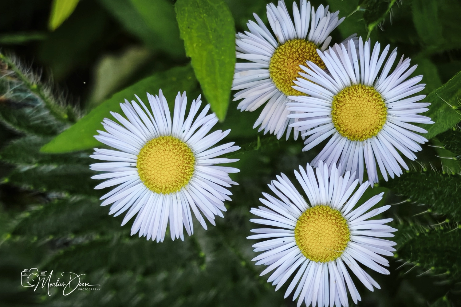 wiesen flockenblume small
