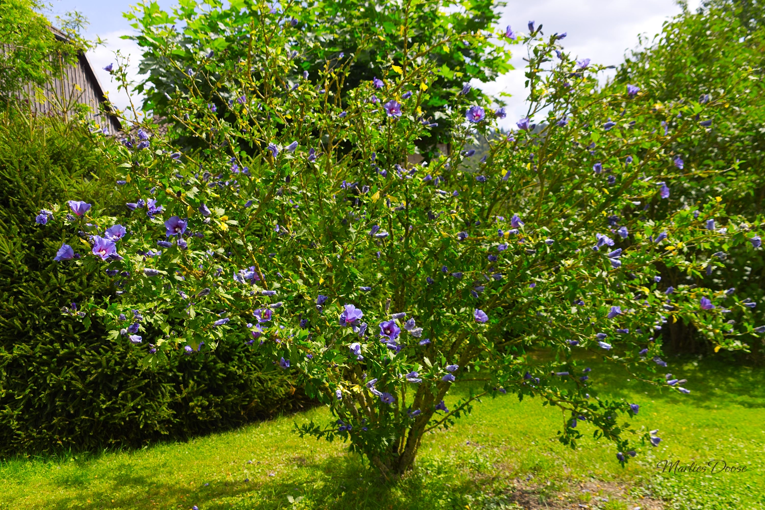 wiesen flockenblume small