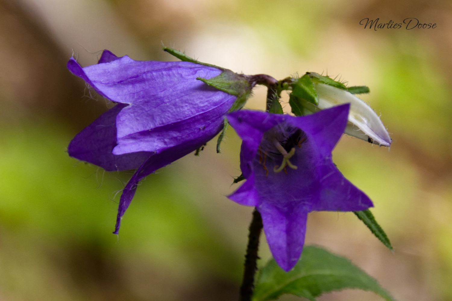 glockenblume small