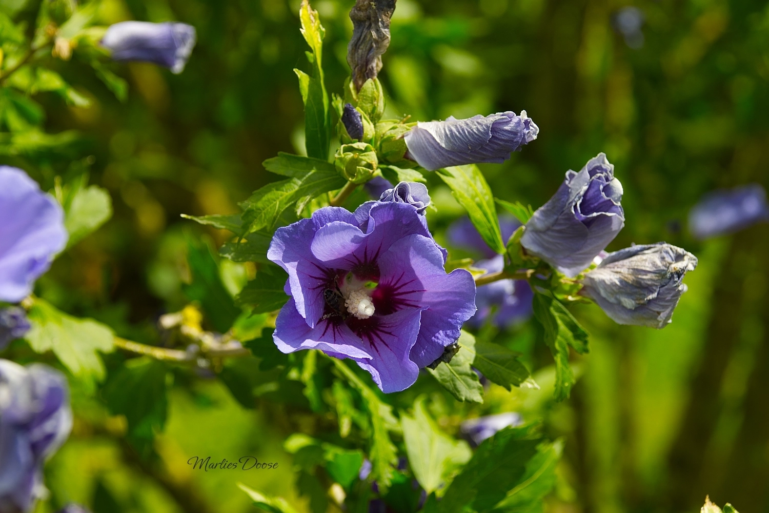 wiesen flockenblume small