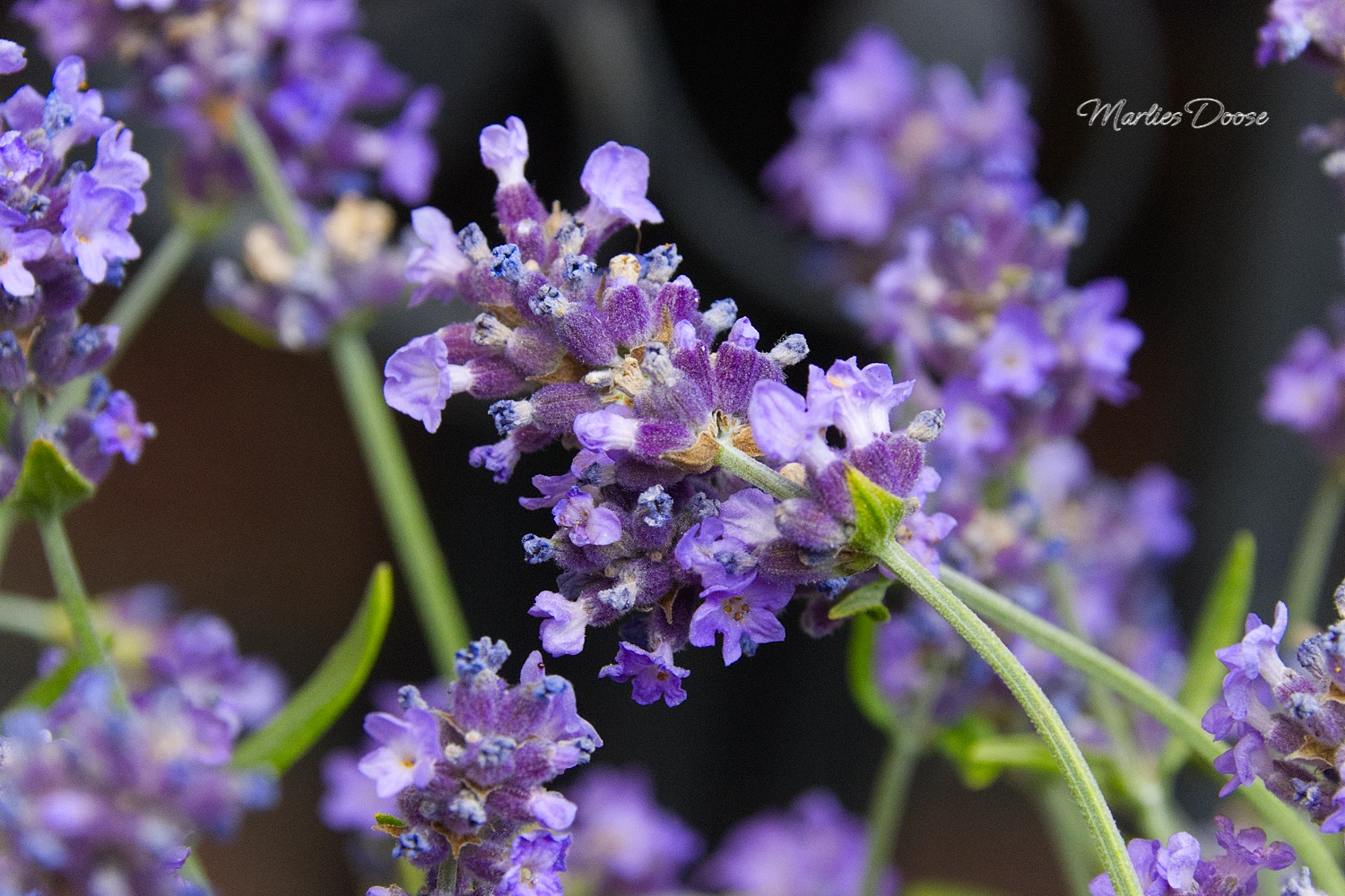 wiesen flockenblume small