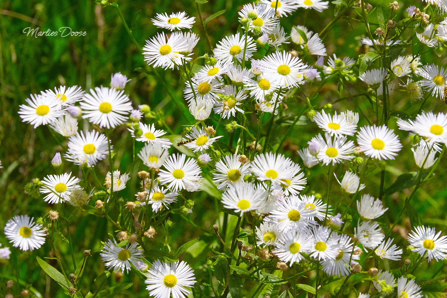 wiesen flockenblume small
