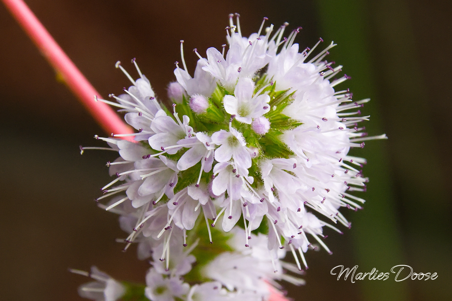 wiesen flockenblume small