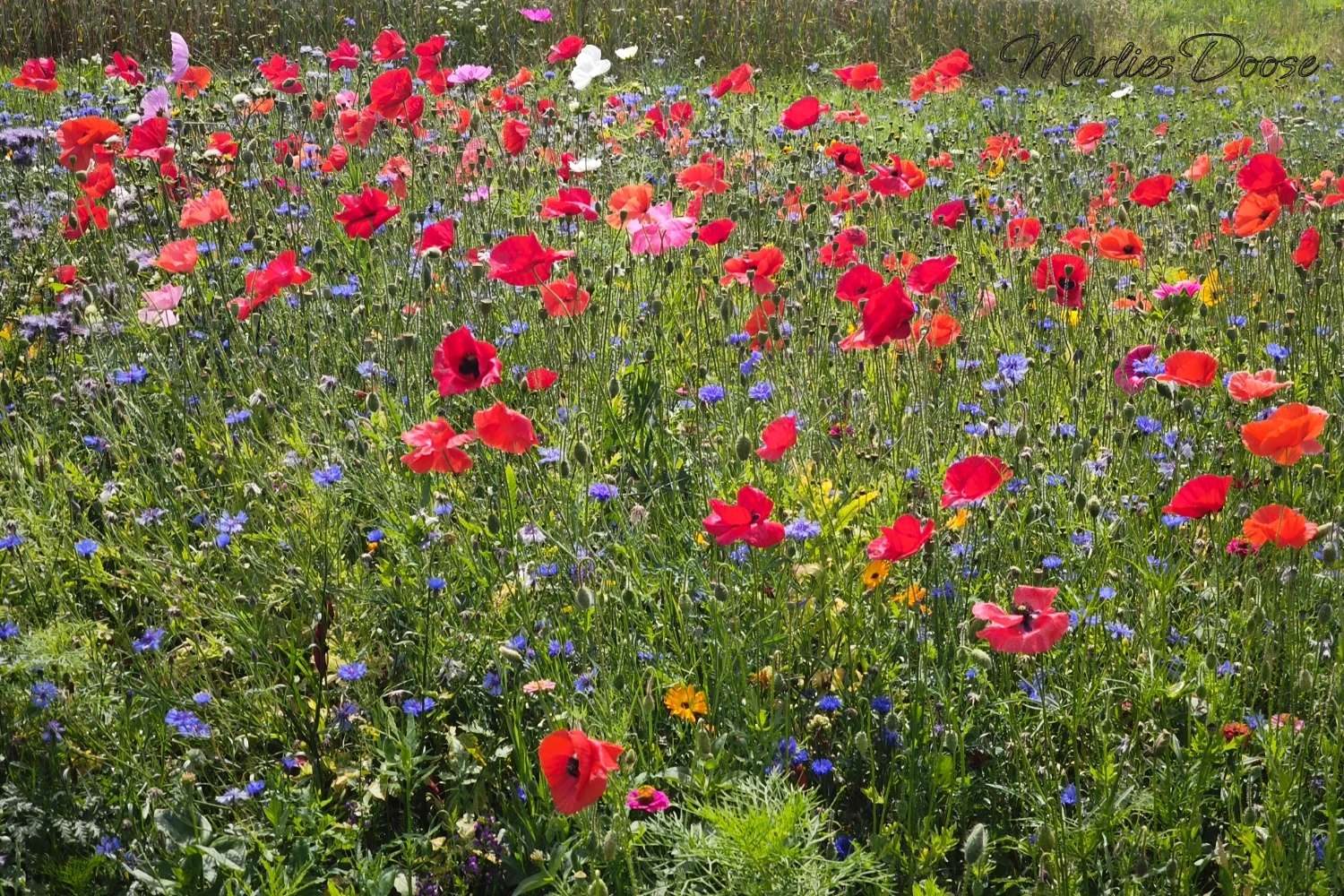 mohnblumenwiese02 small