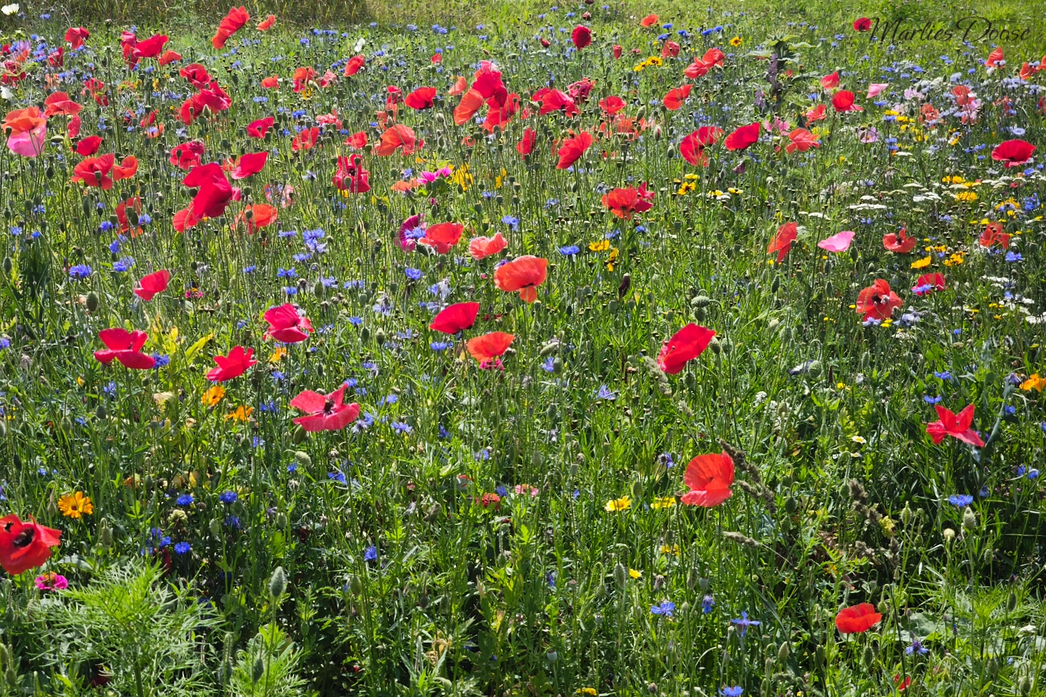 mohnblumenwiese03 small