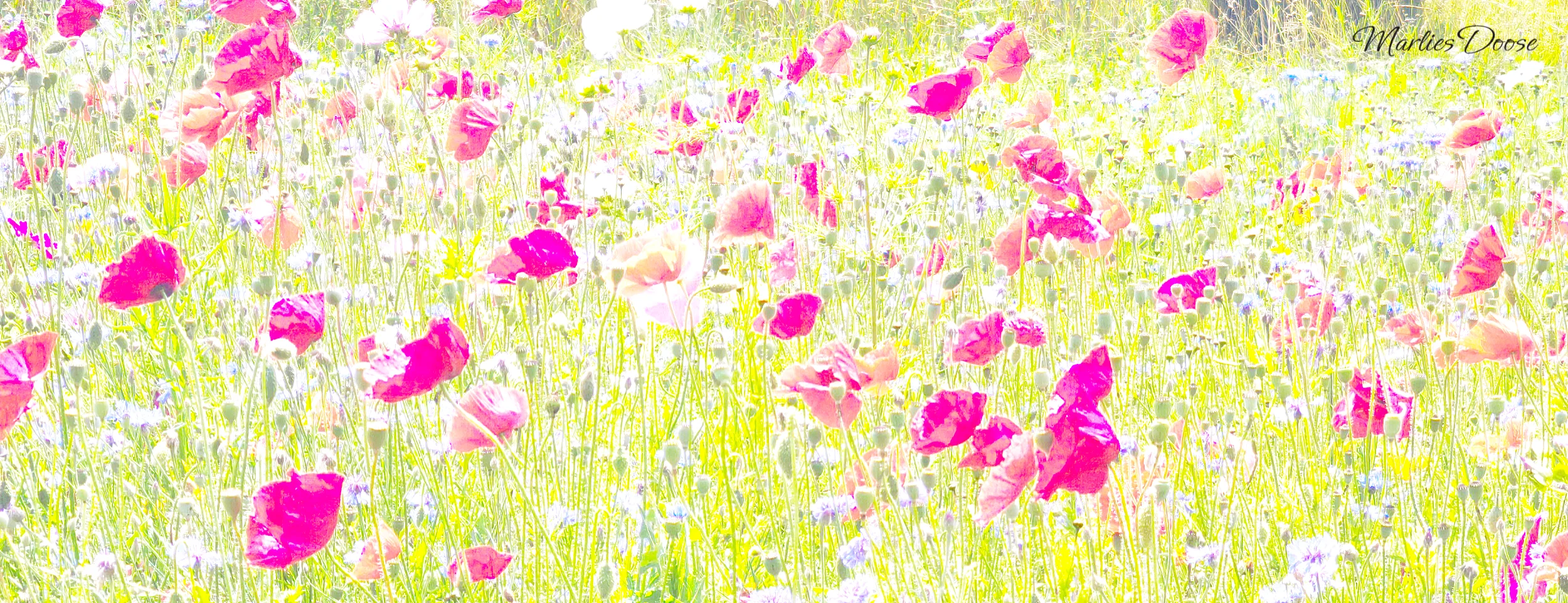 mohnblumenwiese small
