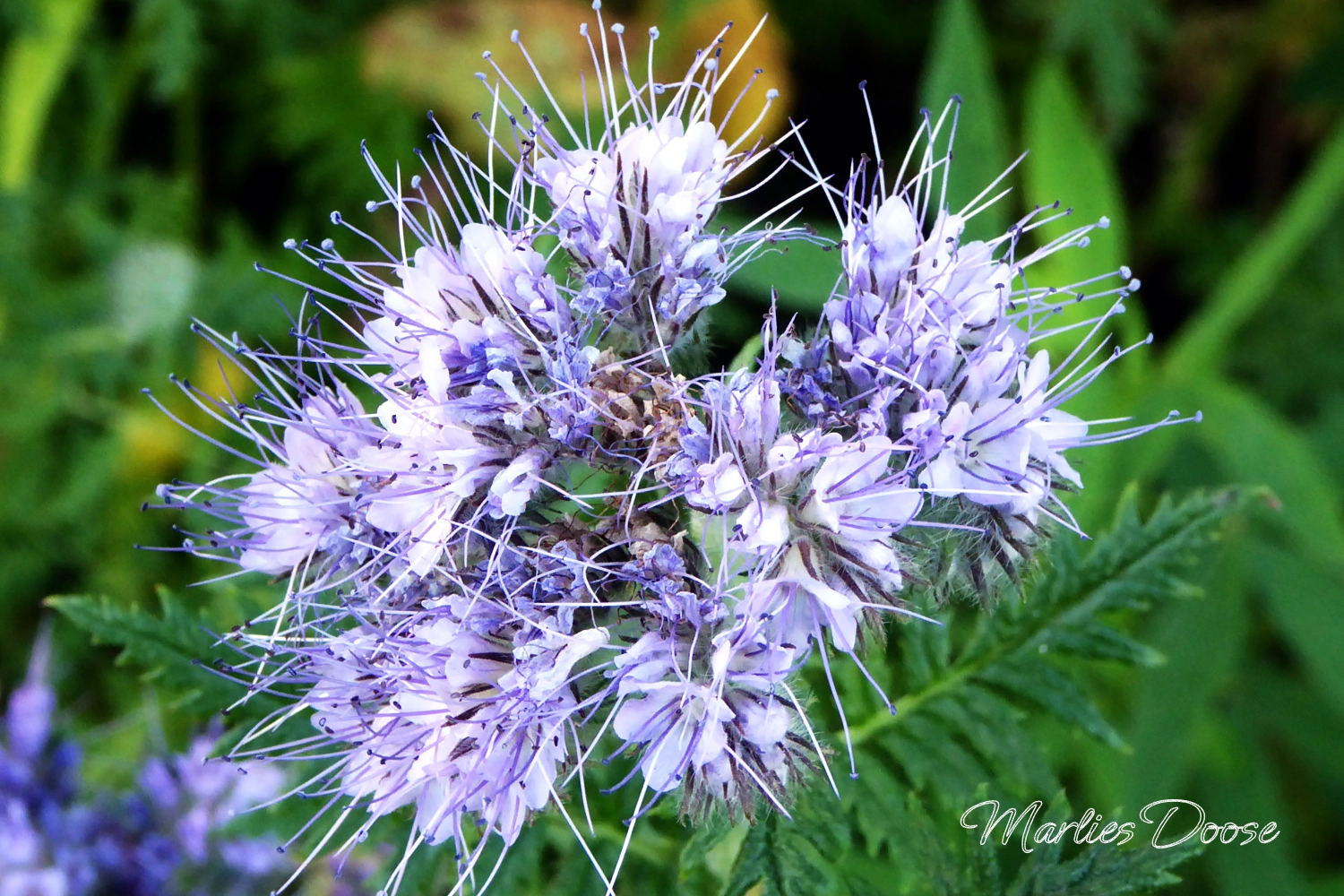 phacelia small