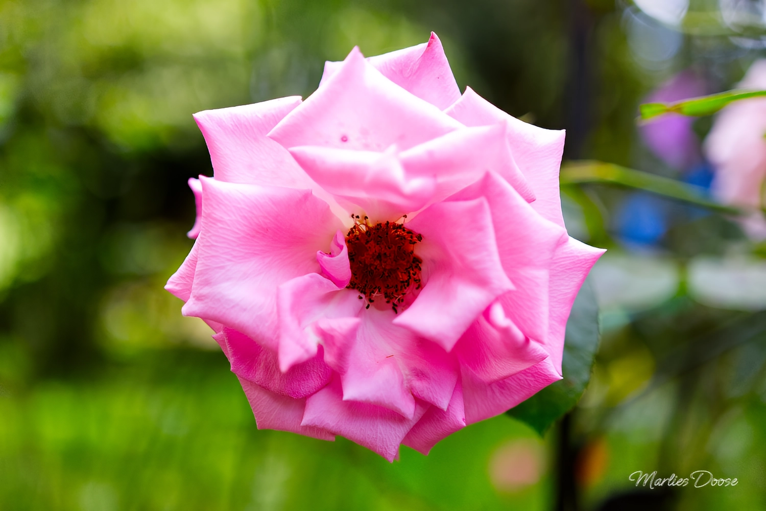 wiesen flockenblume small