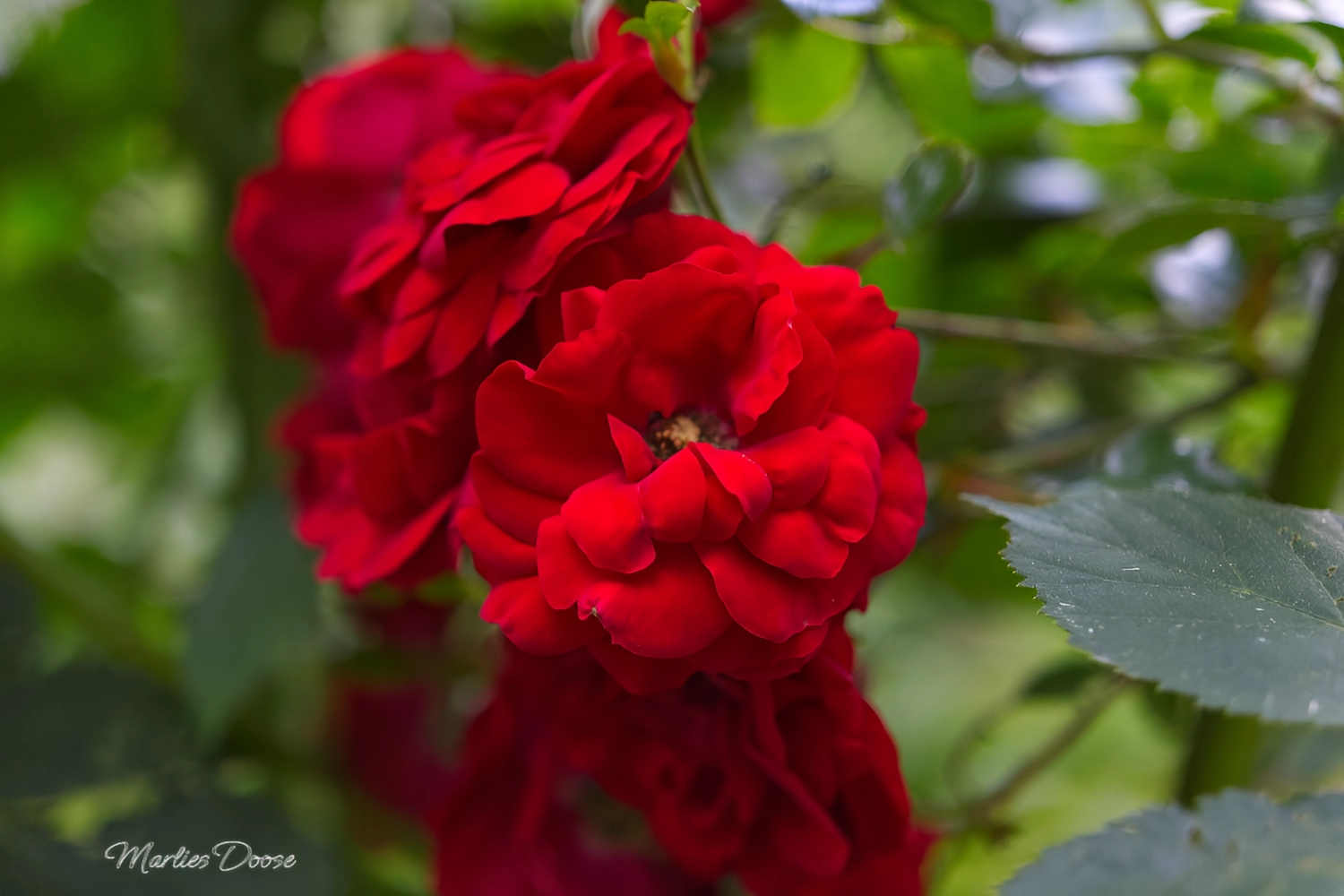 wiesen flockenblume small