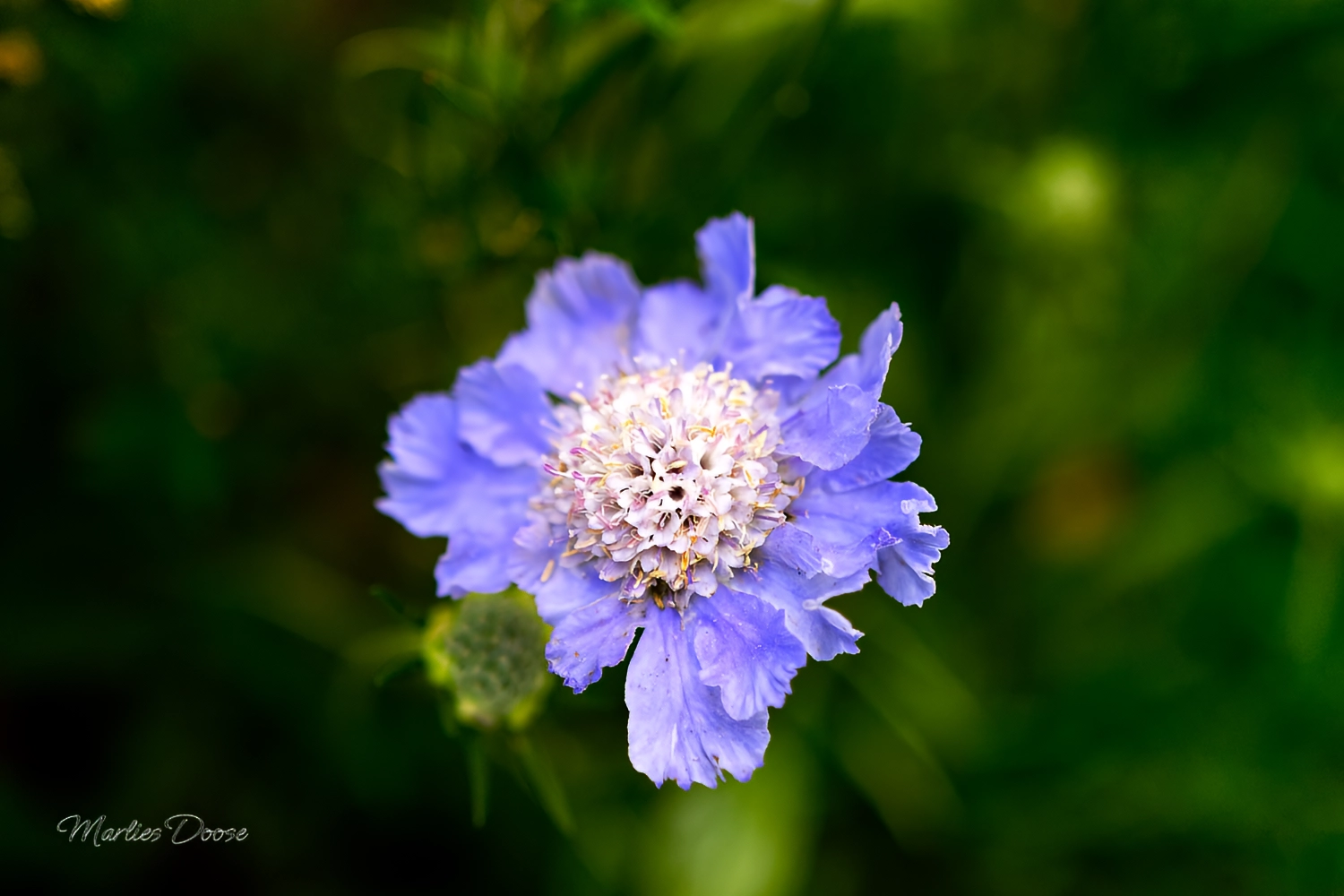 wiesen flockenblume small