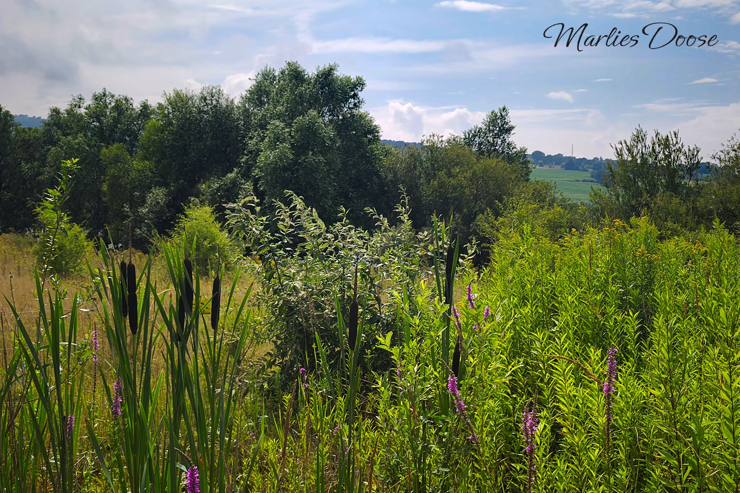 schilfrohr blutweiderich03 small
