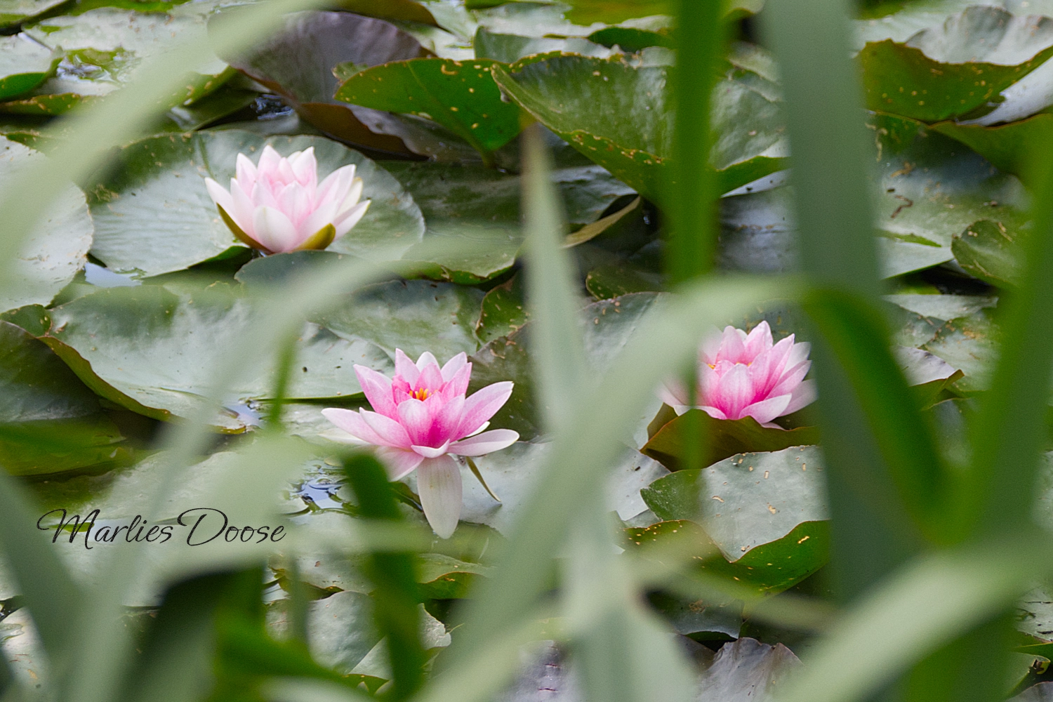 wiesen flockenblume small