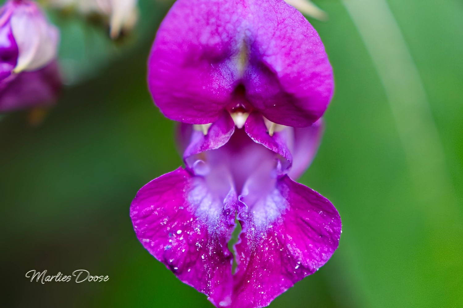 wiesen flockenblume small