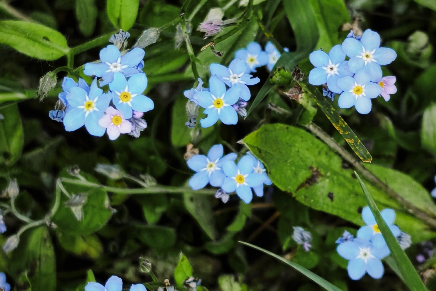 wiesen flockenblume small