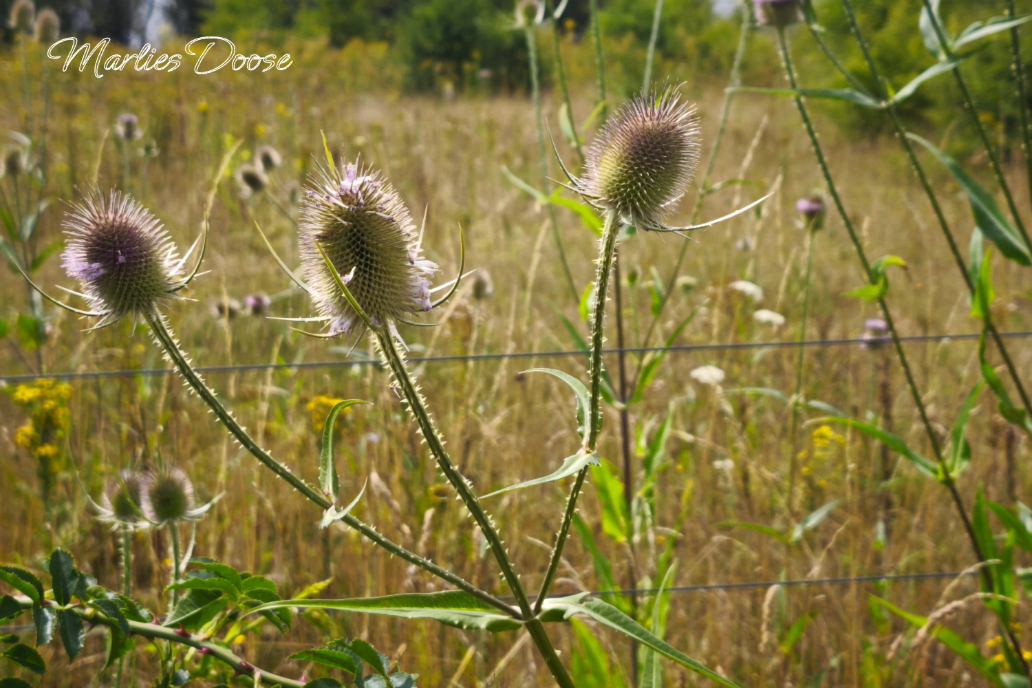 wilde karde01 small