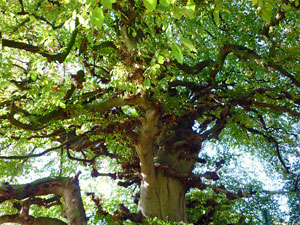lausuentel01small