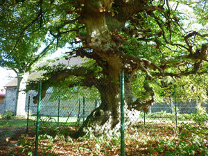 lausuentel01small