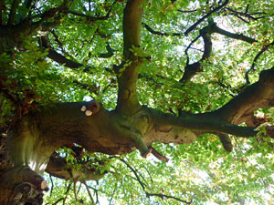 lausuentel01small