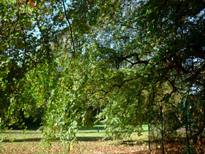 lausuentel01small