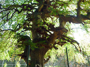 lausuentelpano01small