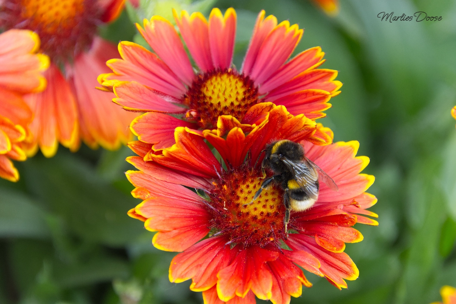 hummel auf kokardenblume small