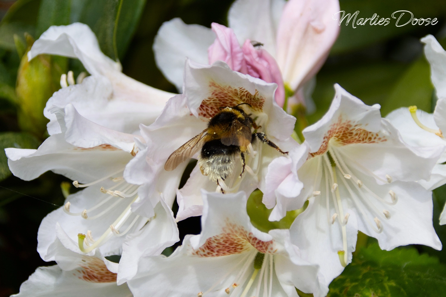 hummel01small